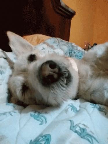 gif de perro|perro gifs.